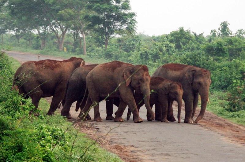 Chandaka Reserve Forest / Wildlife Sanctuary